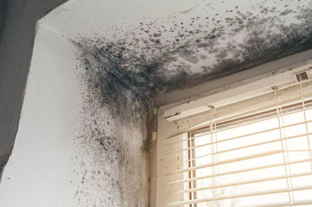 Affordable Attic Mold Remediation solutions in East Waterford, PA