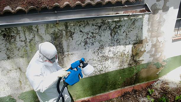 Top rated local Attic Mold Remediation specialists in East Waterford, PA